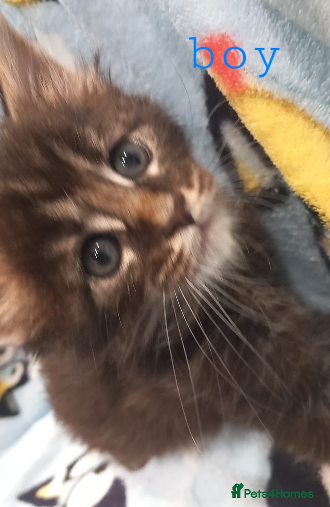 Maine Coon cats for sale: Beautiful Maine Coon kittens  - Advert 22