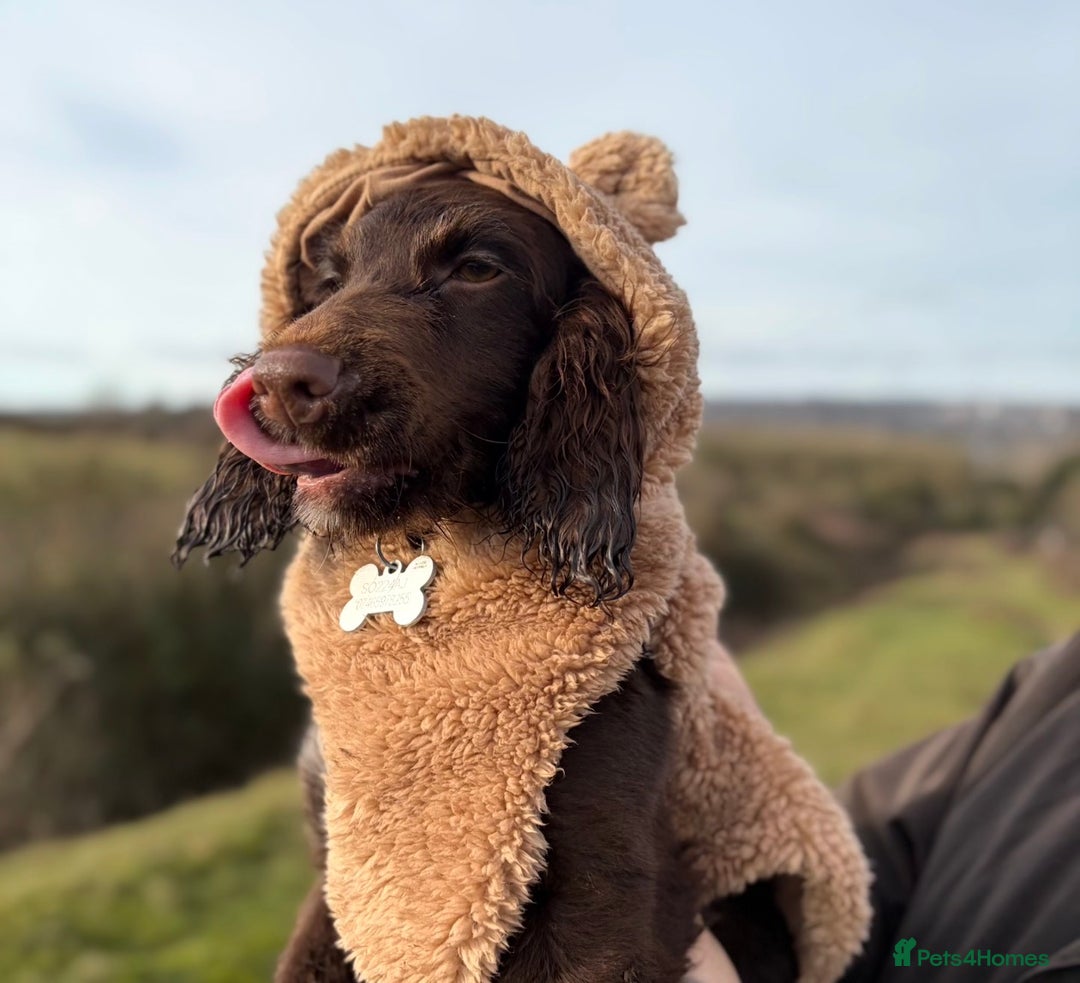 Cocker Spaniel dogs for sale: Gorgeous cocker spaniel girl - Advert 4