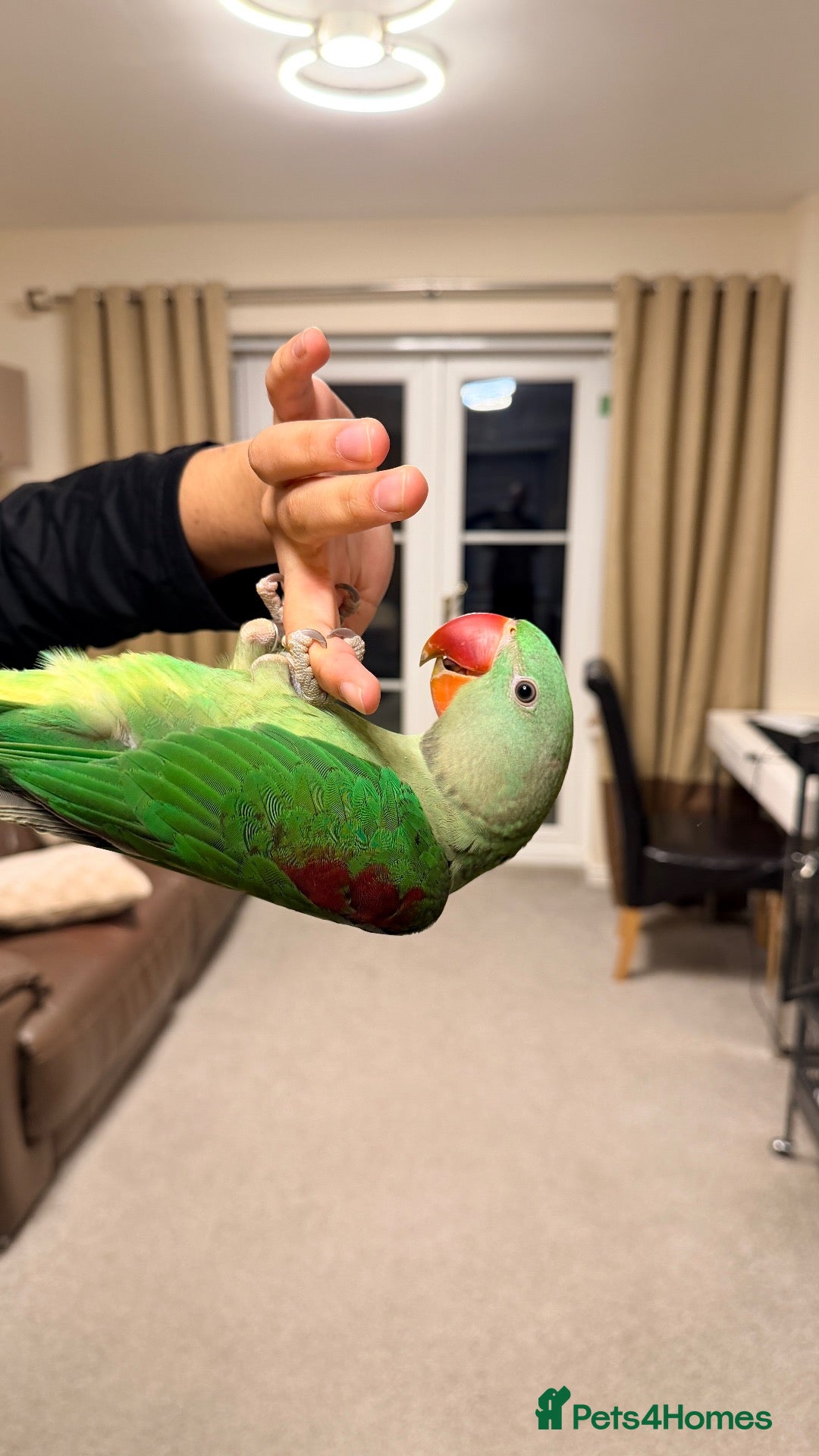 Parrots birds Playful hand reared Alexandrine  - Advert 20