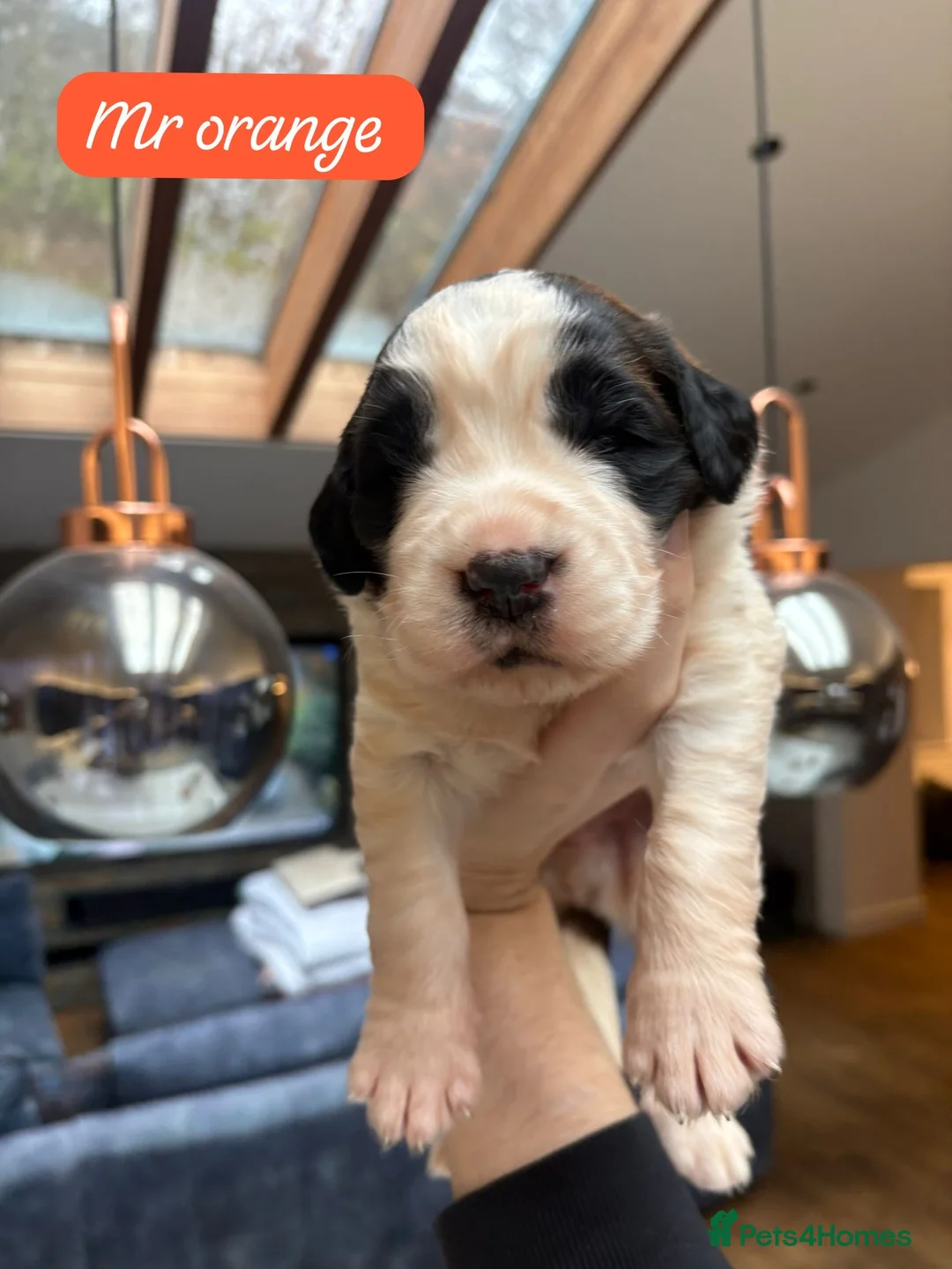 Saint Bernard dogs for sale: Outstanding Saint Bernard KC Reg Puppies  - Advert 3