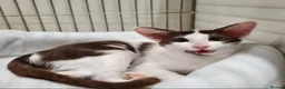 Oriental cats for sale: Grand Champion girl needs a retirement home - Advert 4