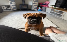 Boxer dogs for sale: Much loved 8 month old  - Image 14