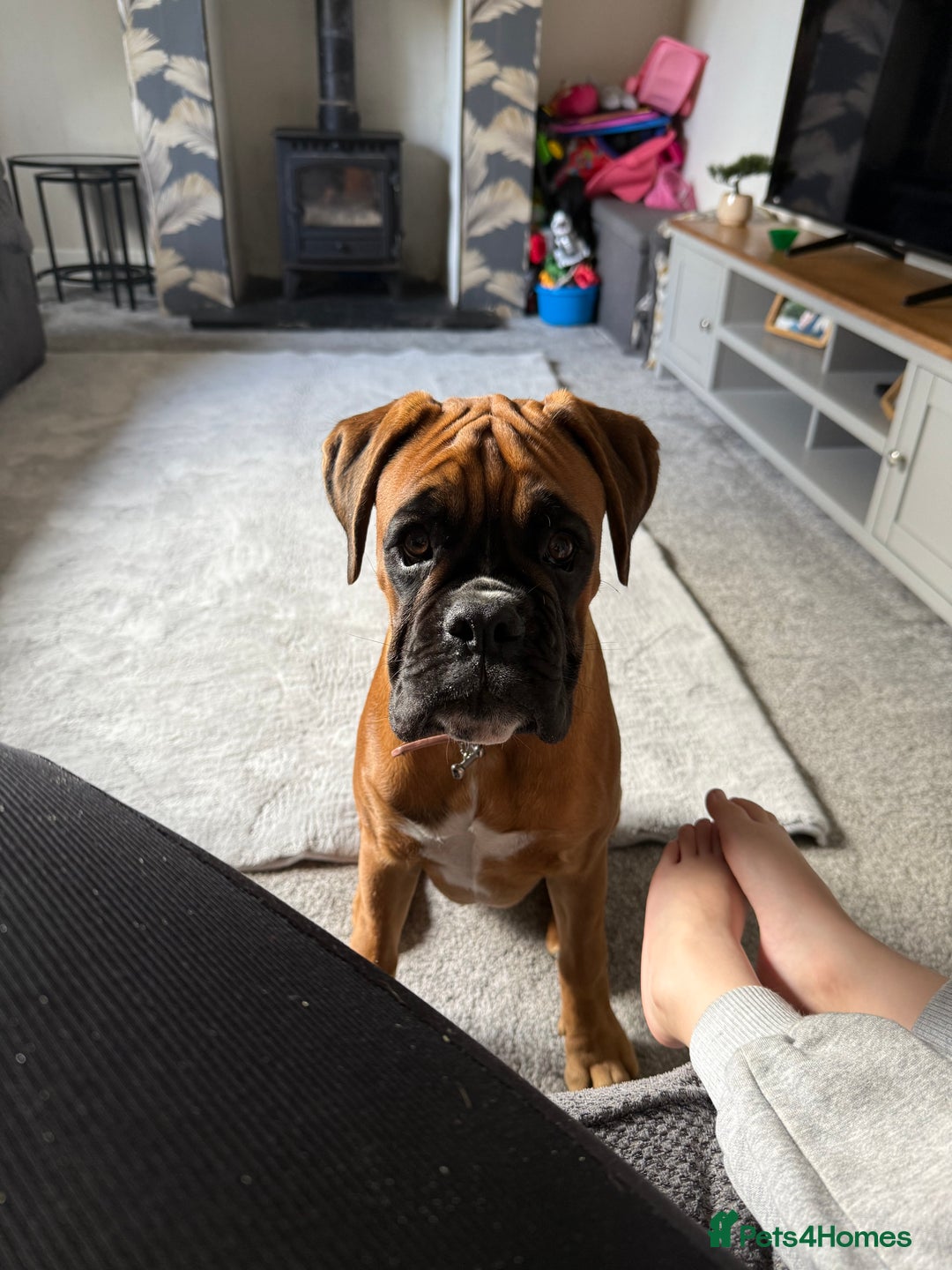 Boxer dogs for sale: Much loved 8 month old  - Image 14