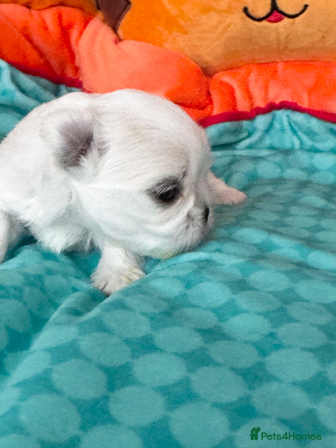 Maltese dogs for sale: 🌟Maltedoll Tiny Korean Maltese KC Reg🌟 - Image 15