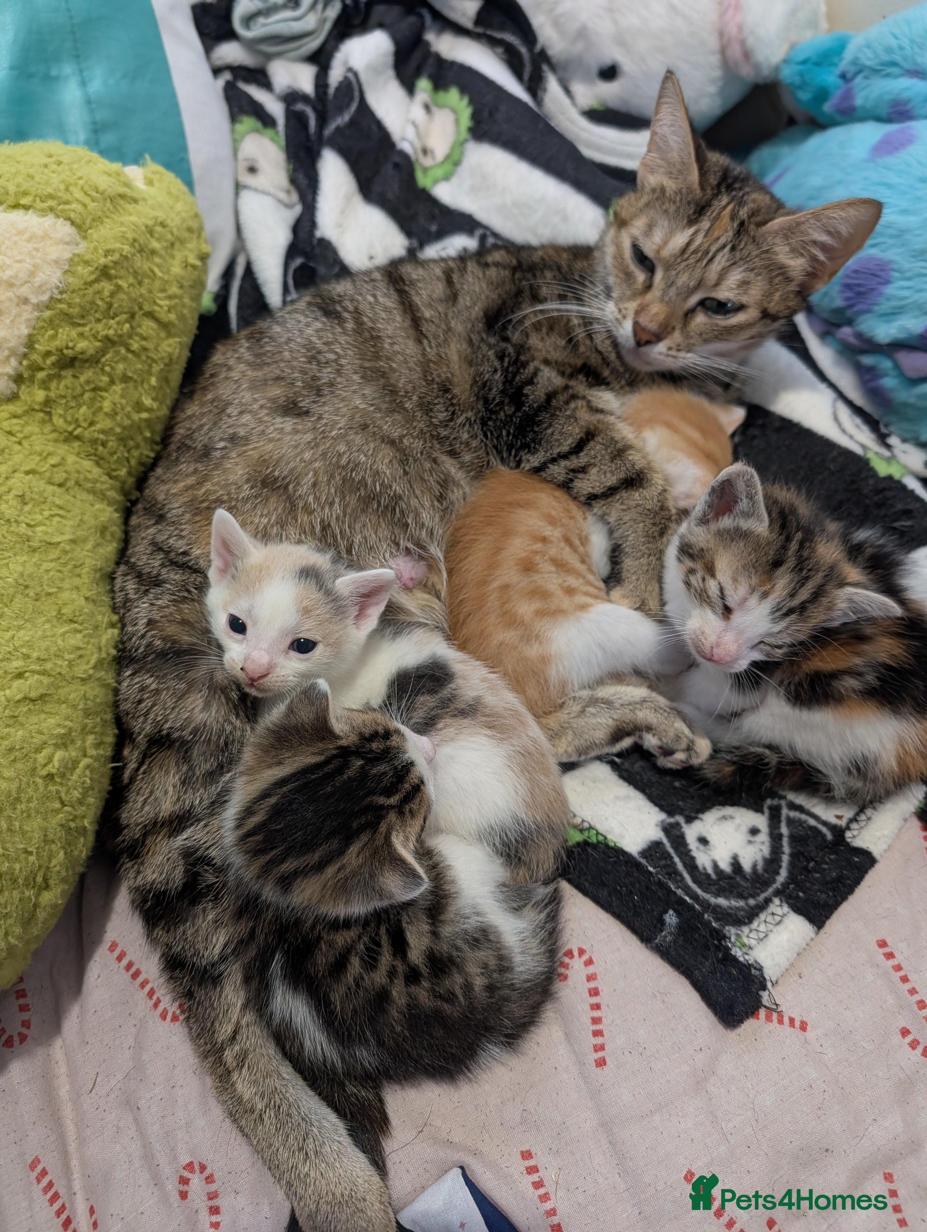 Mixed Breed cats Kittens ready to go - Advert 2