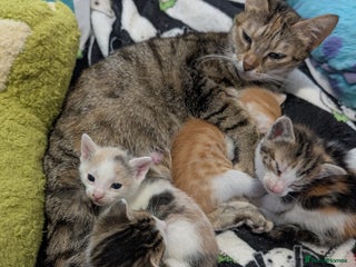 Mixed Breed cats Kittens ready to go - Advert 2