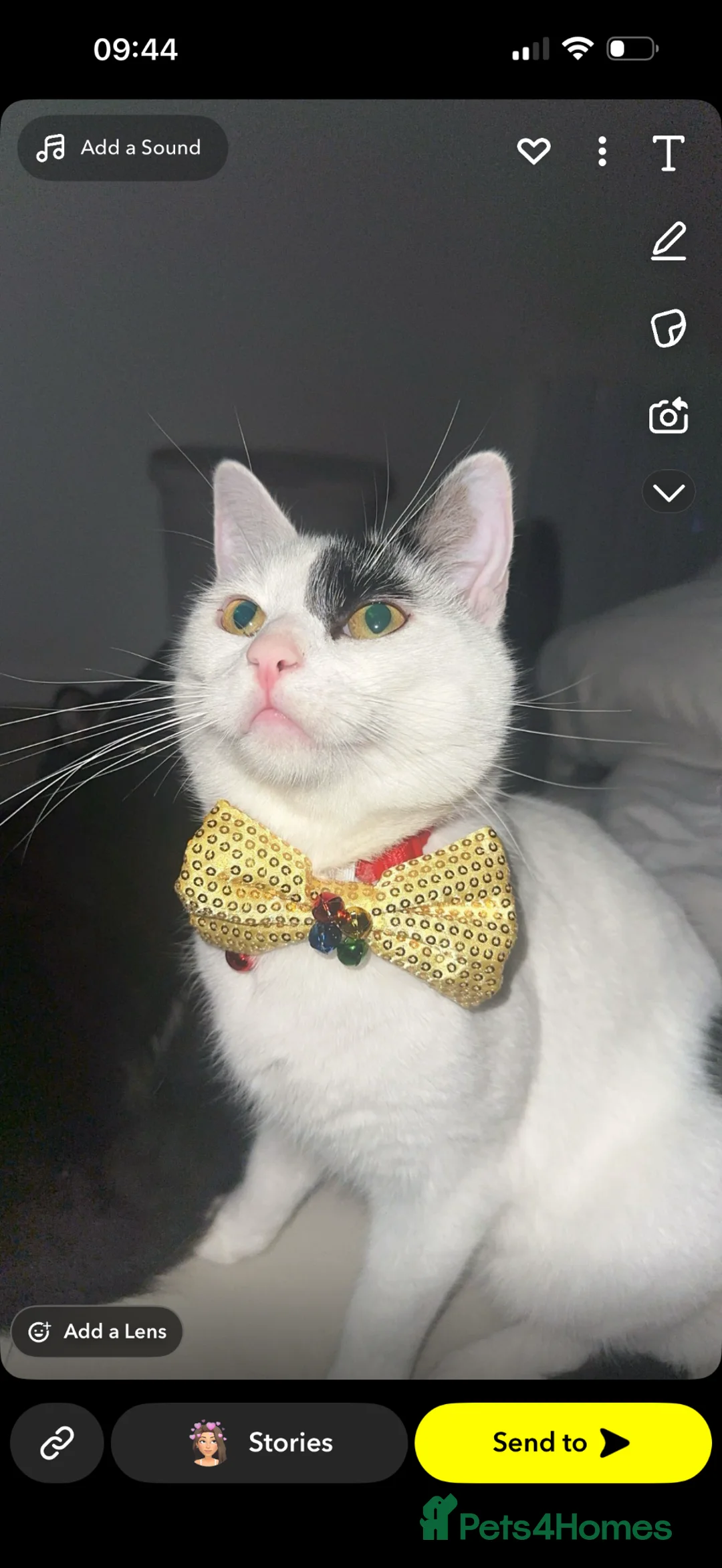 Mixed Breed cats for sale: 2 male cats looking for loving home - Advert 2