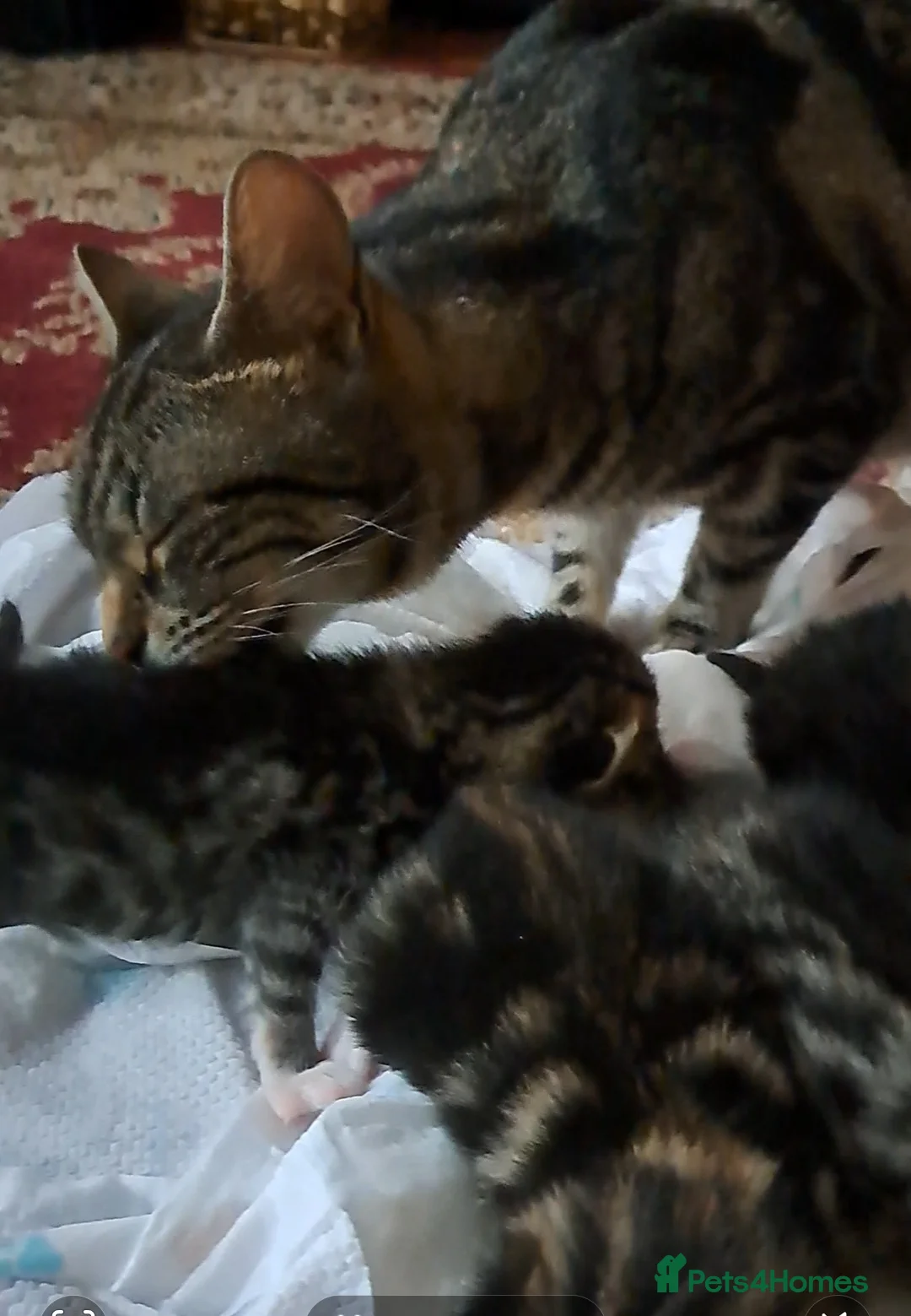 American Shorthair cats for sale: Kittens 3 females and one male in Slough - Advert 1