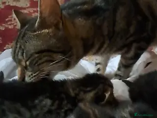 American Shorthair cats Kittens 3 females and one male - Advert 1