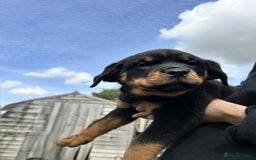 Rottweiler dogs for sale: Rottweiler puppies  - Image 2