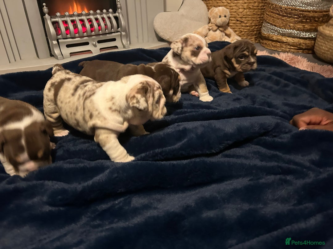 English Bulldog dogs for sale: 💖 5 Adorable English bulldog puppies 💖 - Image 10