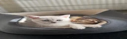 British Shorthair cats for sale: ADORABLE KITTENS  - Advert 9