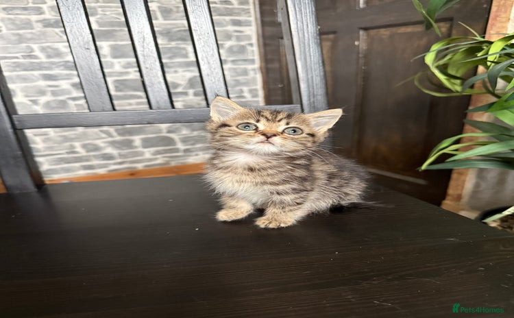 Mixed Breed cats - Advert 16