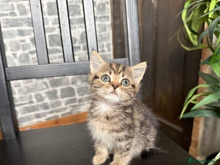 Mixed Breed cats - Advert 34