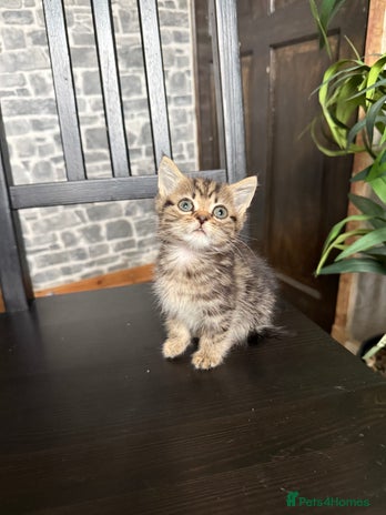 Mixed Breed cats - Advert 3