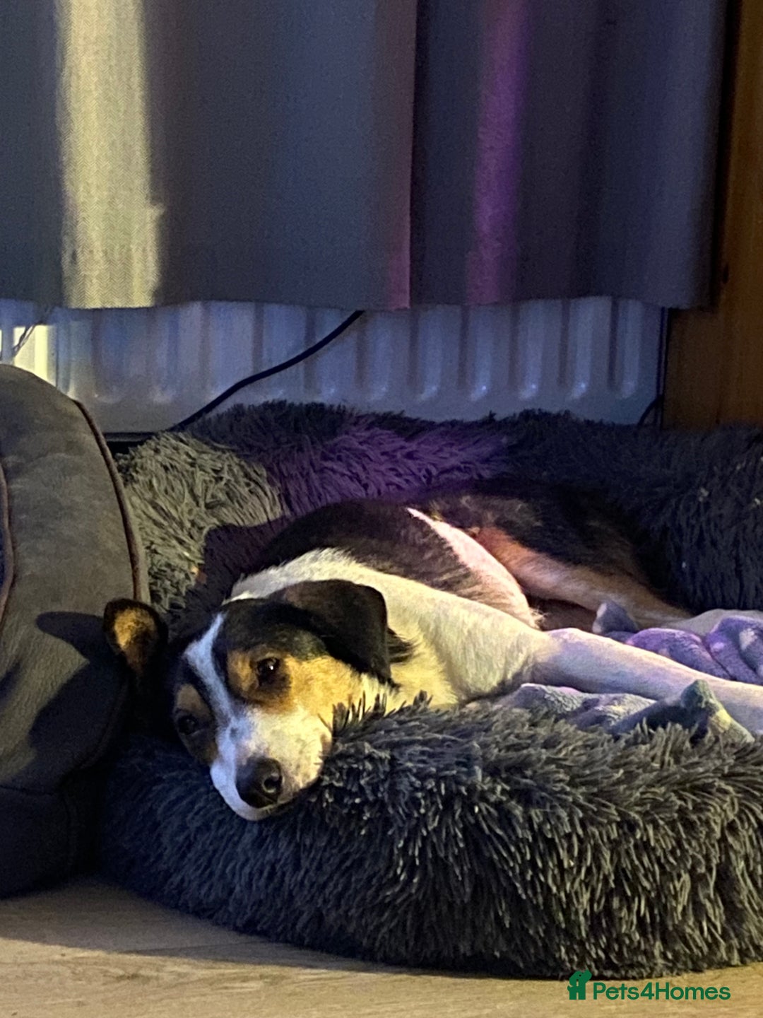 Mixed Breed dogs for adoption: Angel 👼🏼  - Advert 7