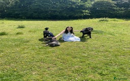 Mixed Breed dogs for sale: Rosie looking for a new forever home  - Image 2