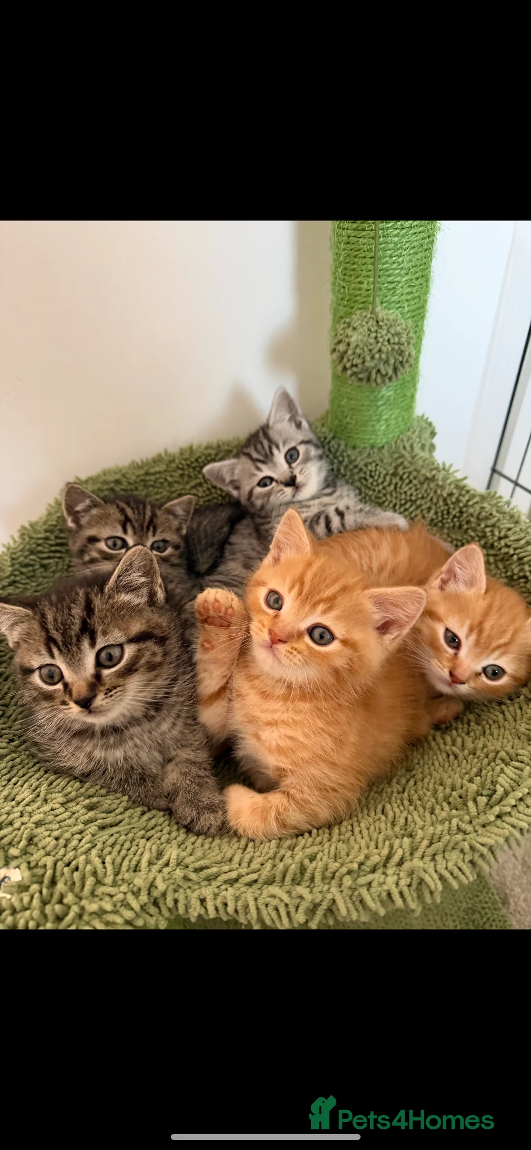 British Shorthair cats for sale: READY NOW BSH BABIES  - Advert 1