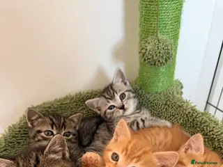 British Shorthair cats READY NOW BSH BABIES - Advert 5