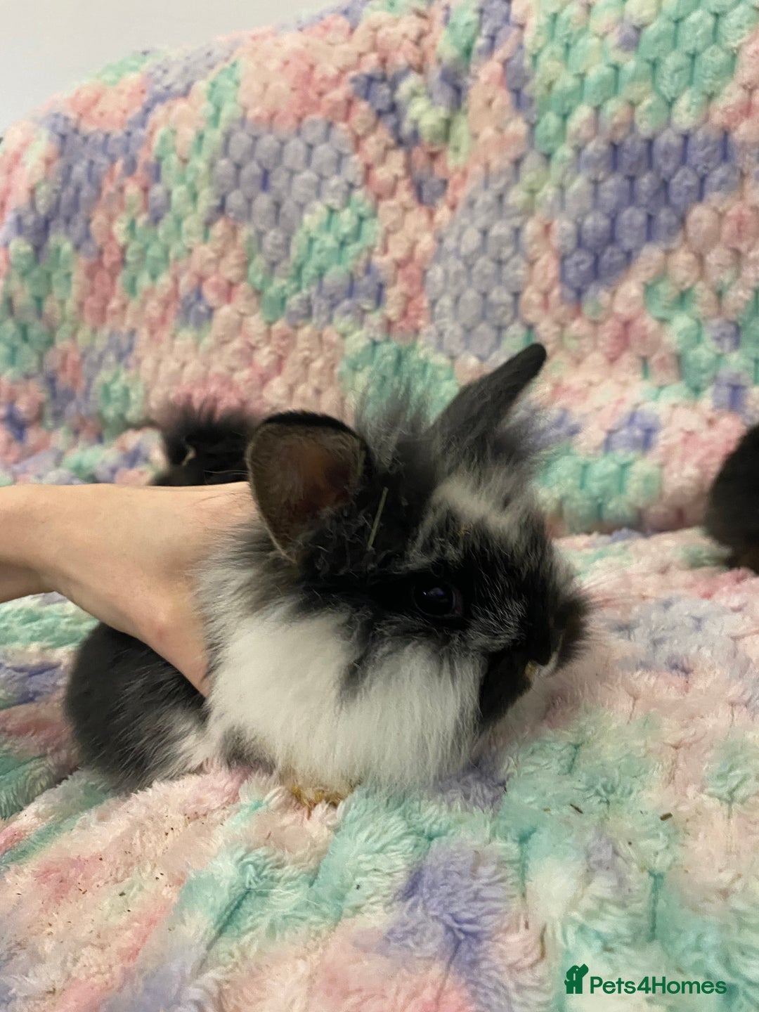 Lionhead rabbits for sale: Lionhead babies  - Advert 10