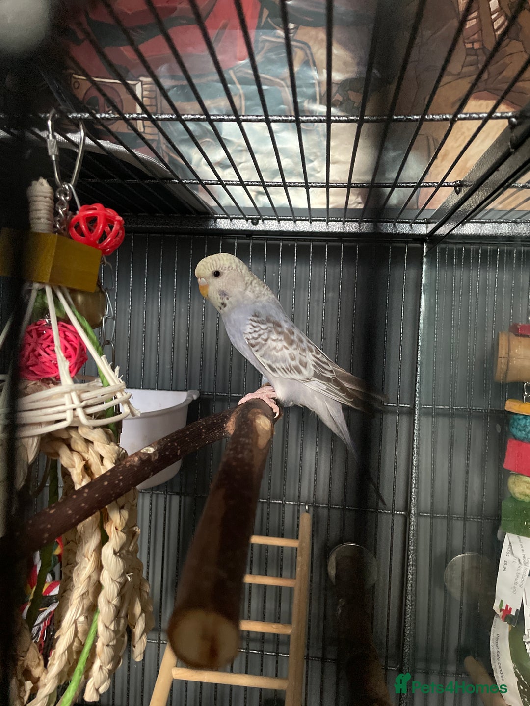 Gallery Image {{count}}