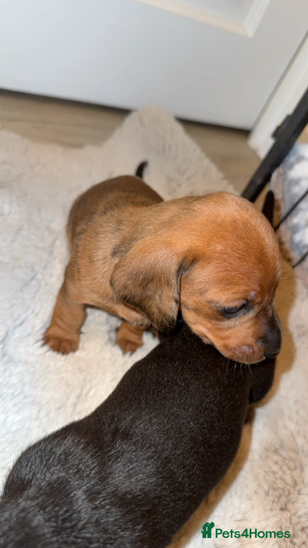 Dachshund dogs for sale: Miniture daschounds   - Advert 18
