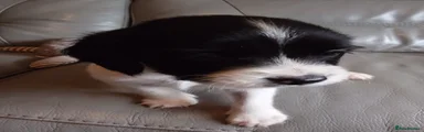 English Springer Spaniel 3