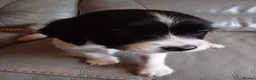 English Springer Spaniel dogs for sale: 7 x English Springer Spaniel puppies for sale - Advert 11