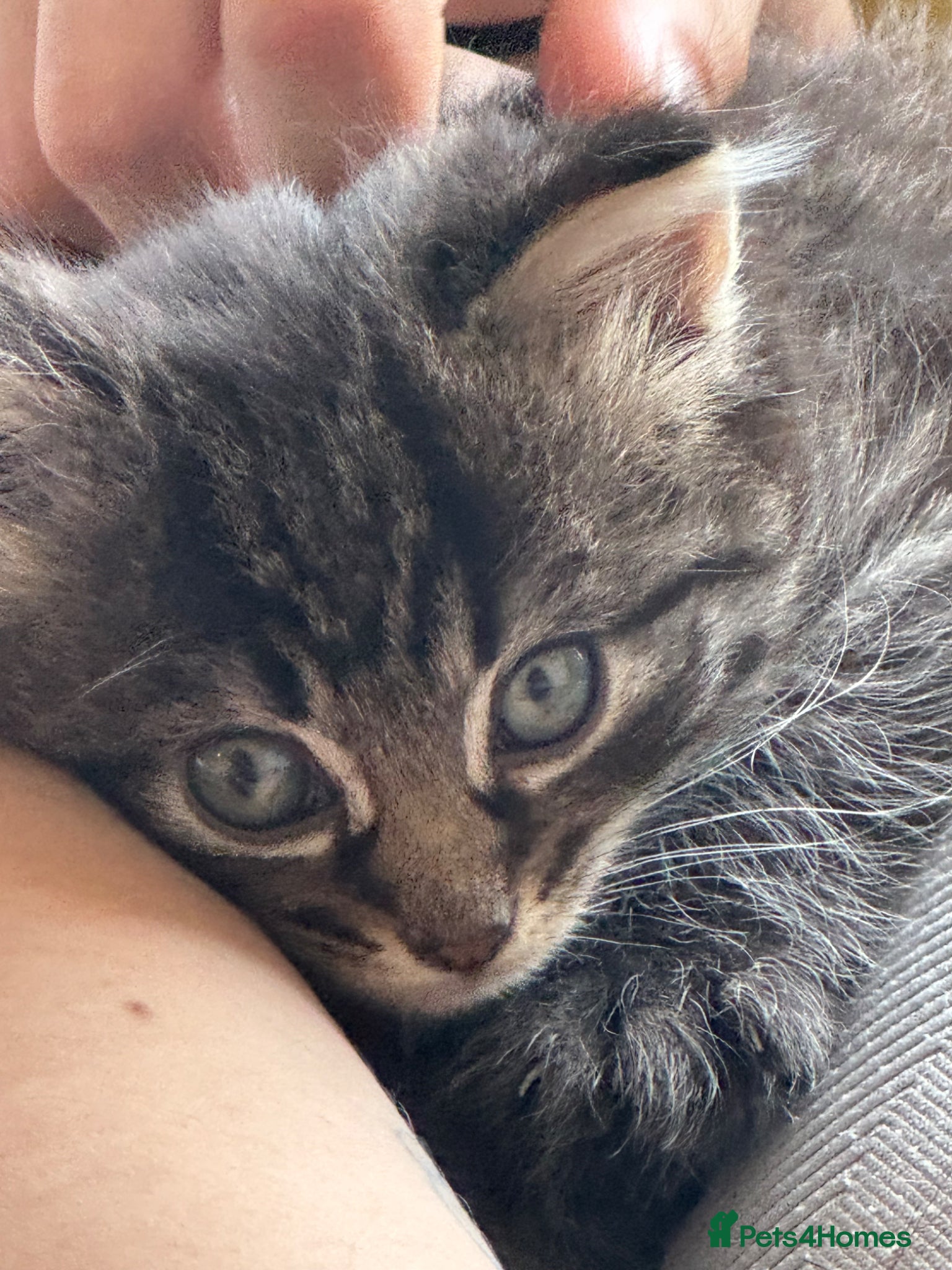 Mixed Breed cats for sale: 3 gorgeous kittens for sale - Advert 26