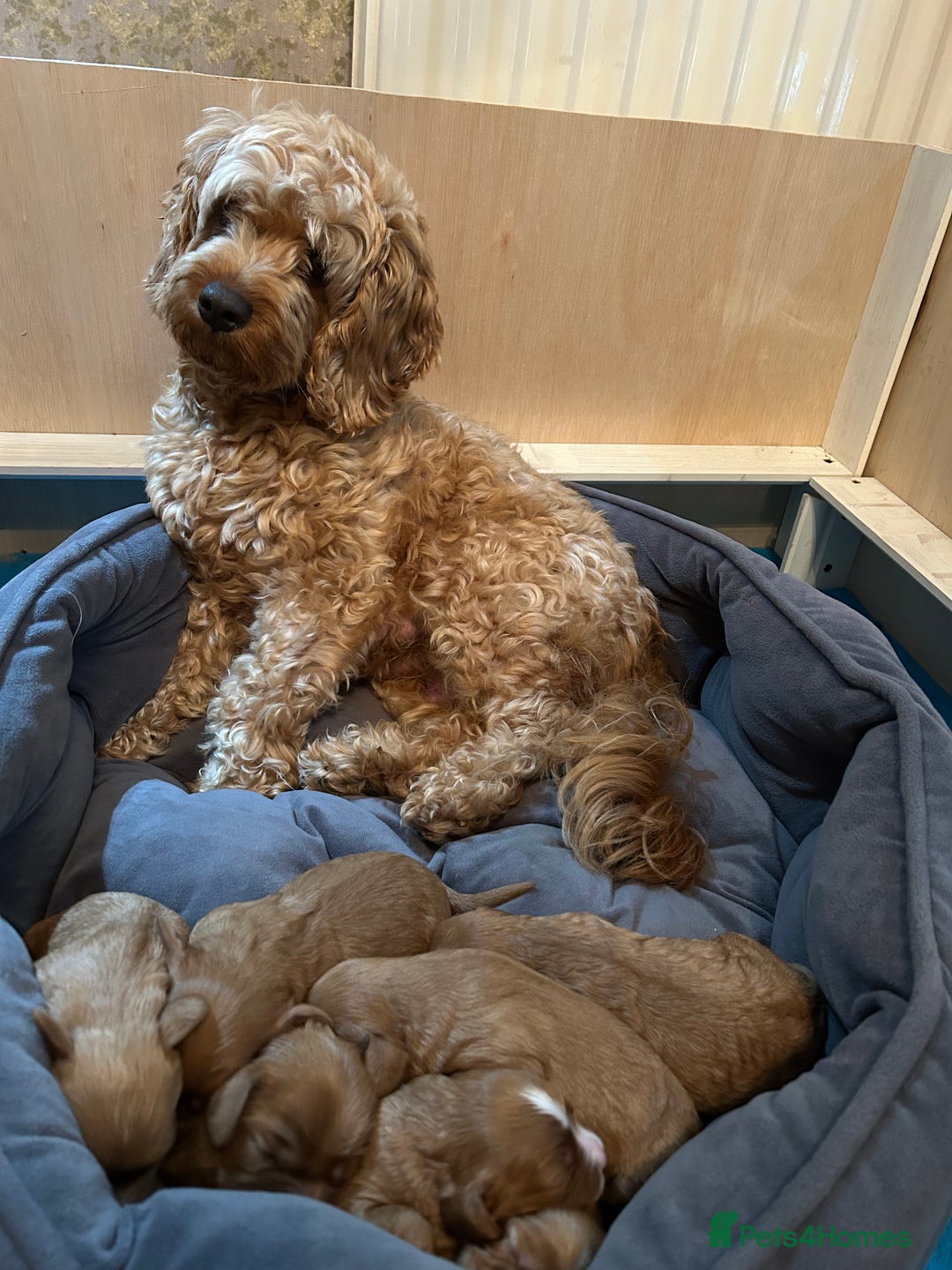 Cavapoo dogs for sale: Cavapoo F1Br - Advert 2