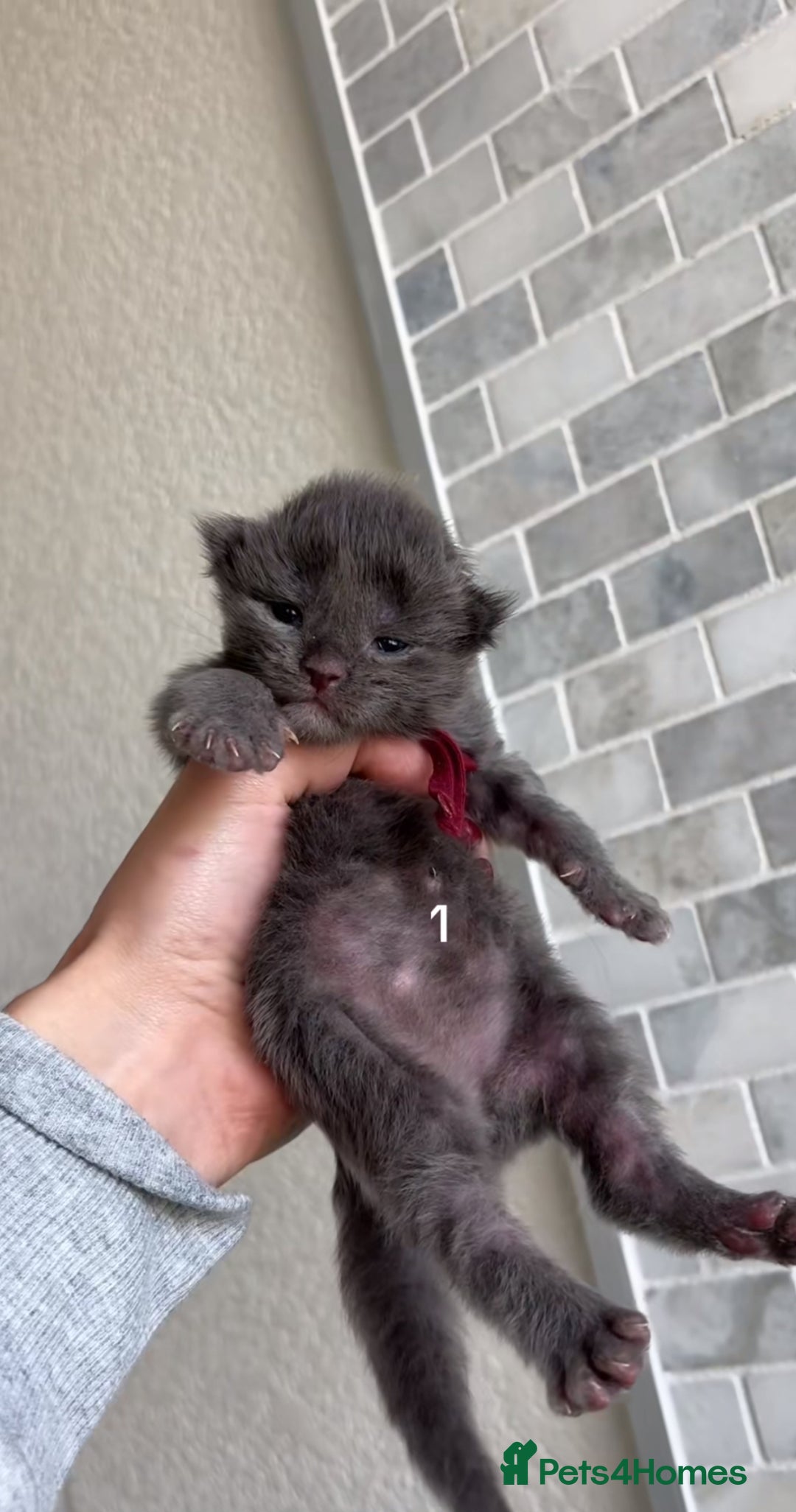 Maine Coon cats for sale: BEAUTIFUL MAINE COON KITTENS - Advert 3