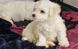 Bichon Frise dogs for sale: Bichon Frise puppies for sale READY NOW - Image 2