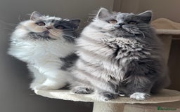 British Shorthair cats for sale: Beautiful British longhair female - Image 1