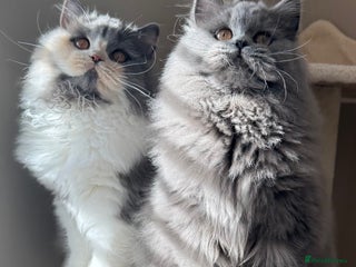 British Shorthair cats - Advert 19