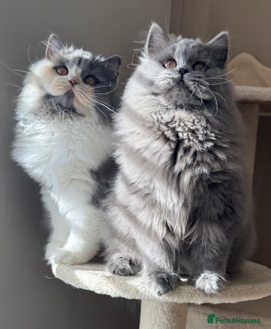 British Shorthair cats - Advert 5