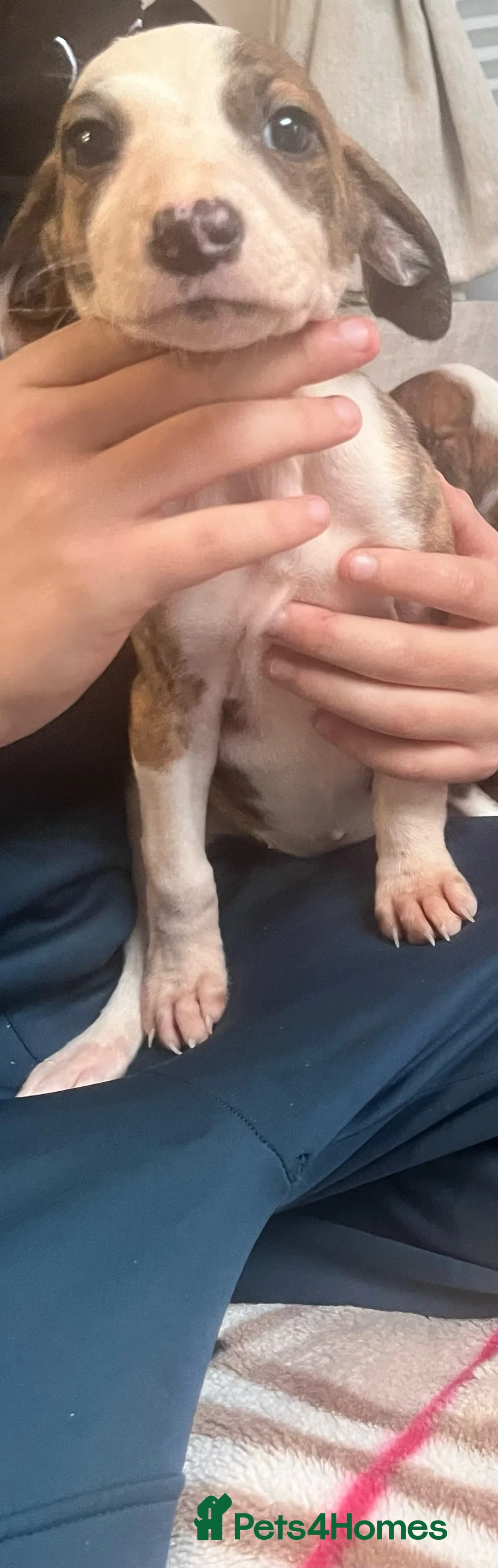 Saluki dogs for sale: Saluki puppies ready now  - Advert 10