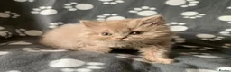 British Longhair cats for sale: GCCF kittens  - Advert 13