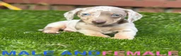 Miniature Dachshund dogs for sale: ❤️Adorable Isabella Miniature Dachshund Puppies 🐶 - Advert 20