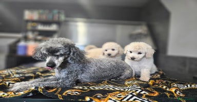 Mixed Breed dogs - Advert 5