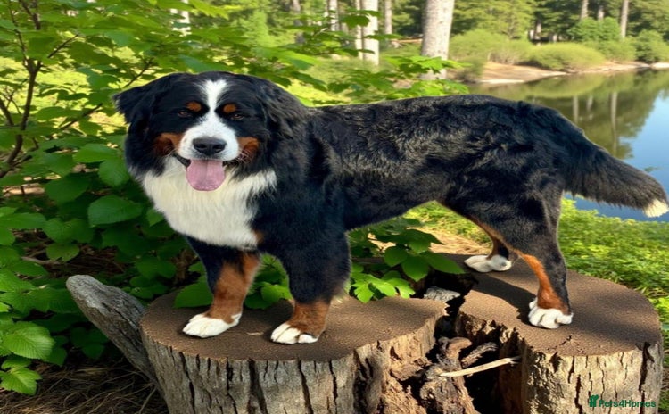 Bernese Mountain Dog dogs in Market Drayton - Advert 5