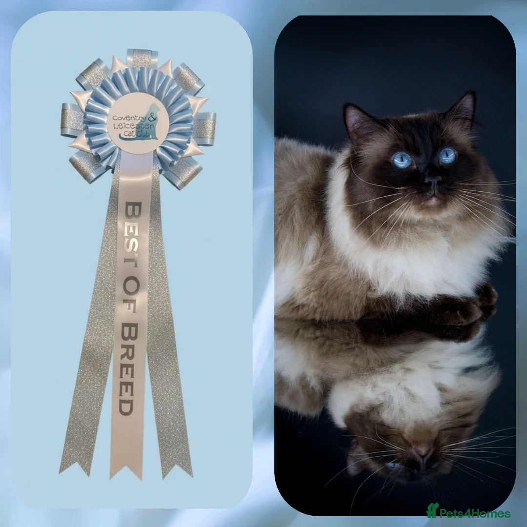 Ragdoll cats for stud: 🏆Champion🏆 Ragdoll for stud - Advert 1