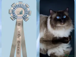 Ragdoll cats 🏆Champion🏆 Ragdoll for stud - Advert 20