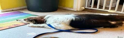 Mixed Breed dogs for adoption: Kori - Badersfield Norfolk  - Advert 16