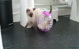 Ragdoll cats for sale: Ragdoll boy for sale - Image 3
