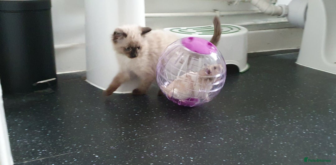 Ragdoll cats for sale: Ragdoll boy for sale - Image 3