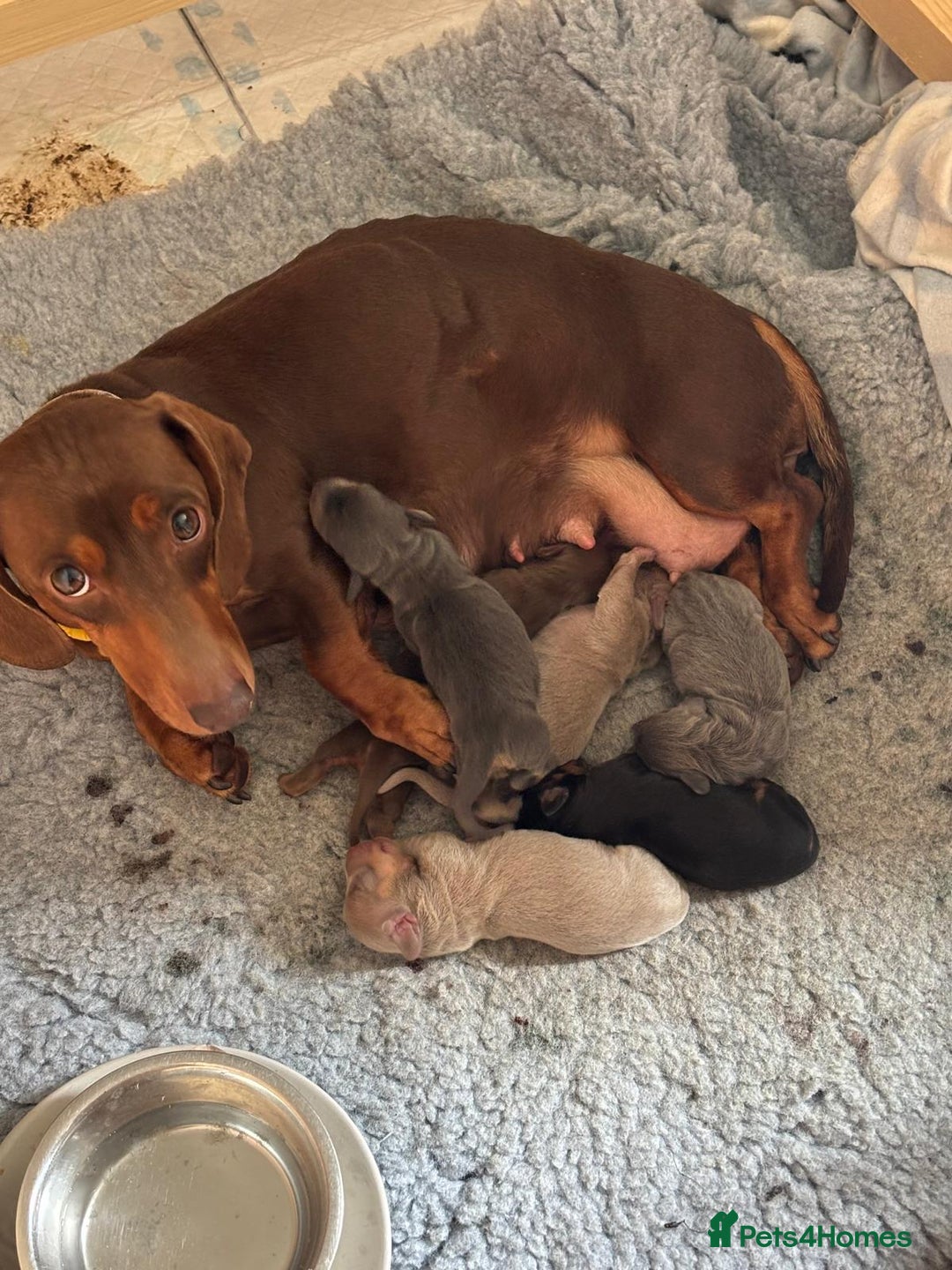 Dachshund dogs for sale: Dachshund puppies  in Driffield - Image 13