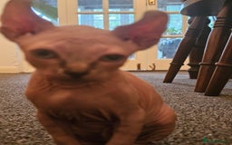 Sphynx cats for sale: Sphynx kittens - Image 7
