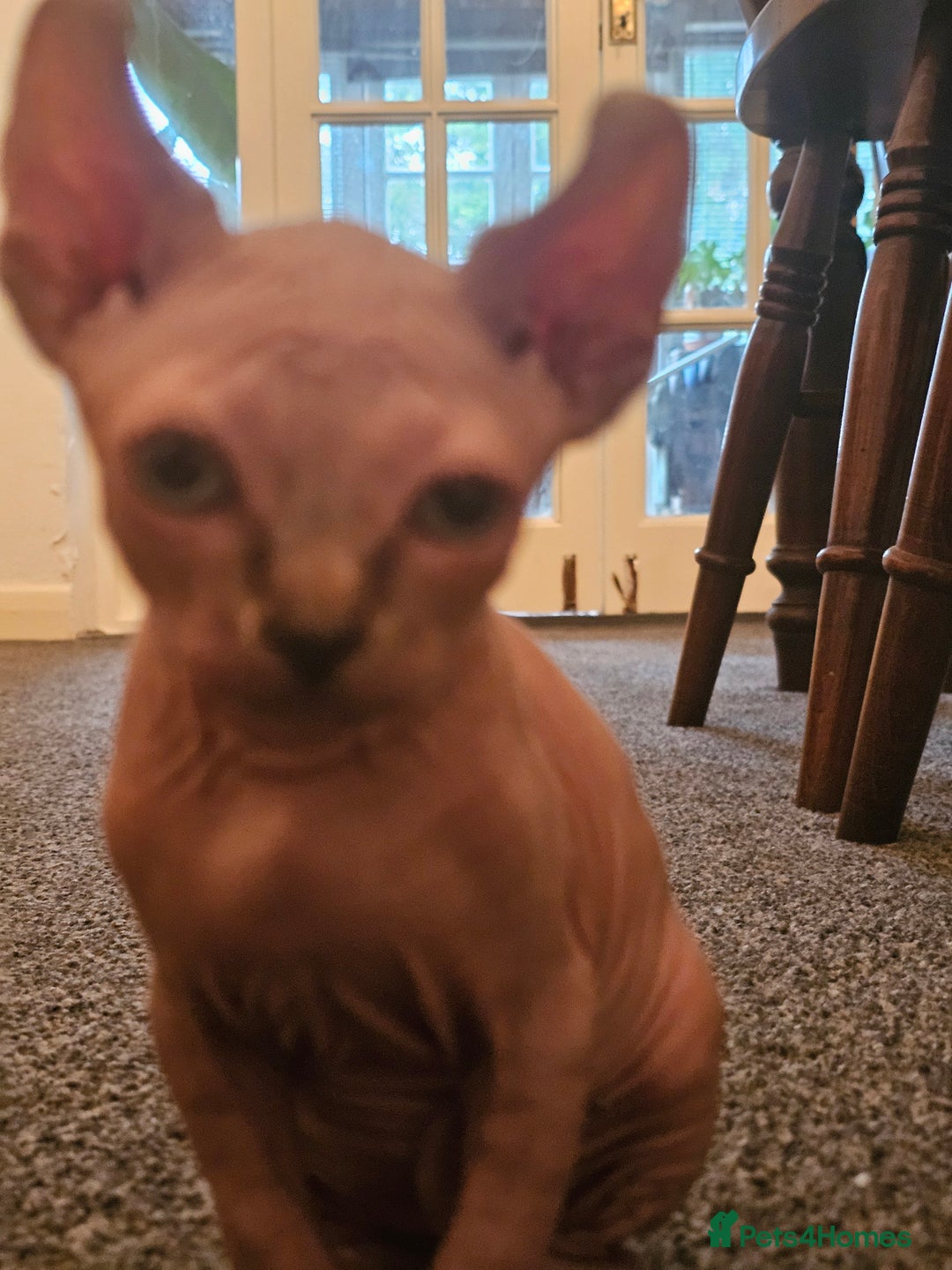 Sphynx cats for sale: Sphynx kittens - Image 7