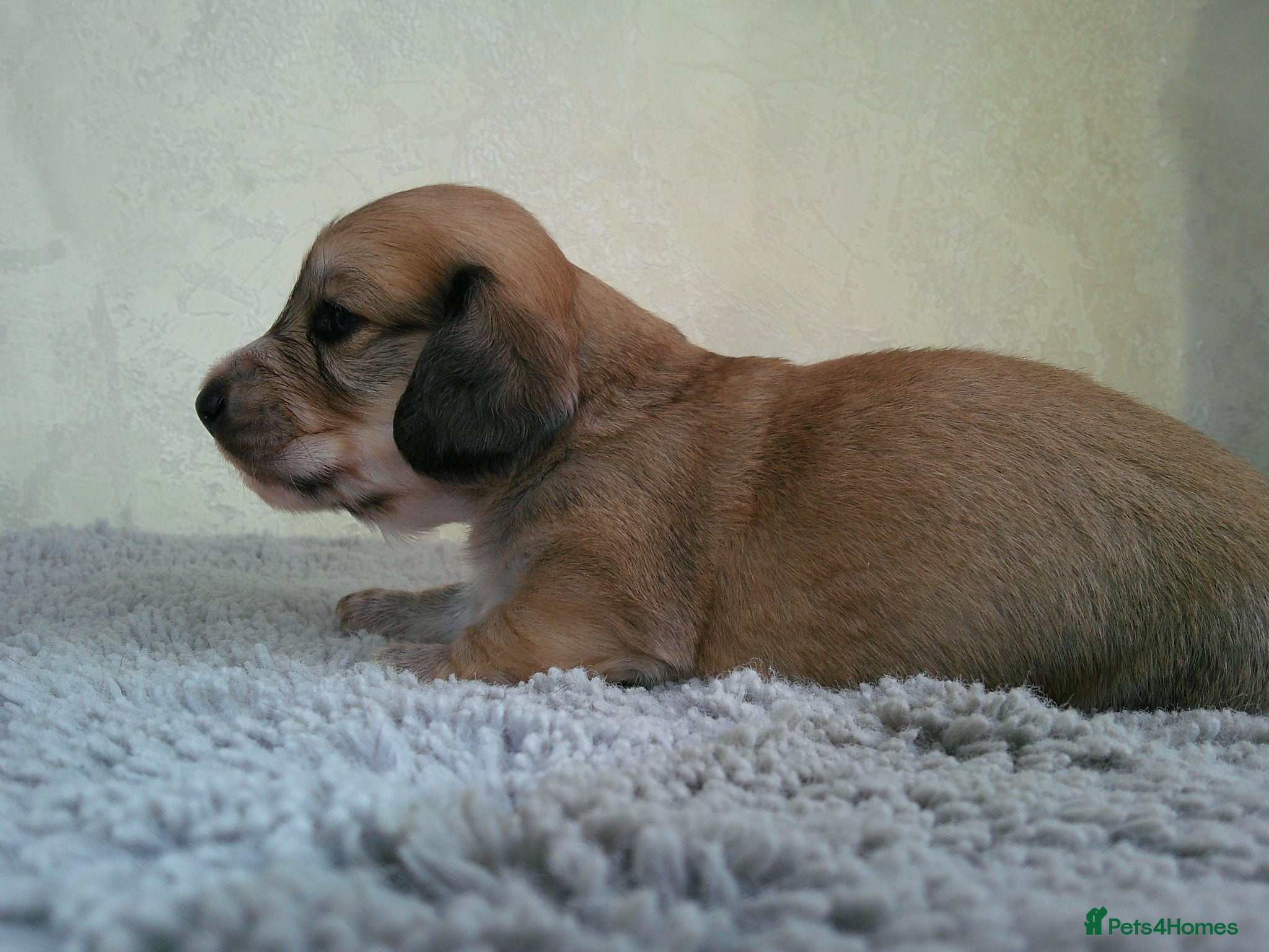 Miniature Dachshund dogs Stunning litter of Lh mini dachshunds  - Advert 2