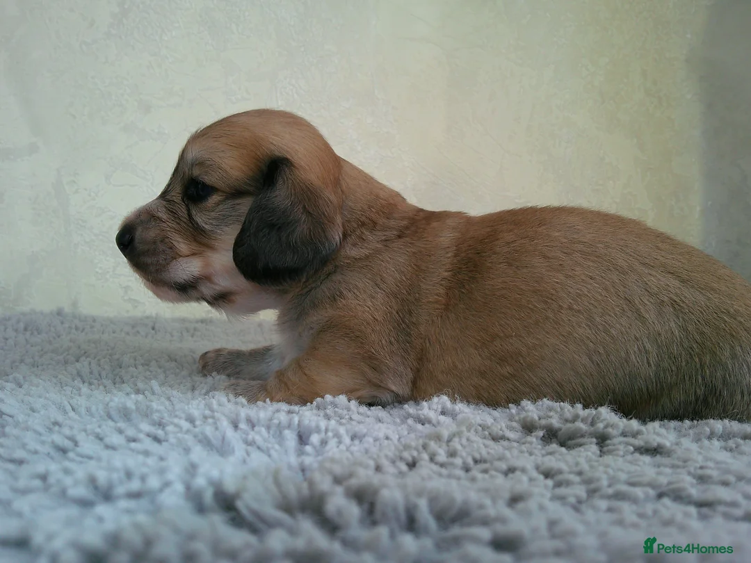 Miniature Dachshund dogs for sale: Stunning litter of Lh mini dachshunds  - Advert 1